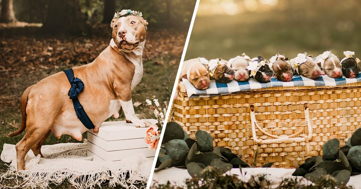 Une femelle pitbull secourue se fait photographier avec ses bébés, et elle rayonne de bonheur