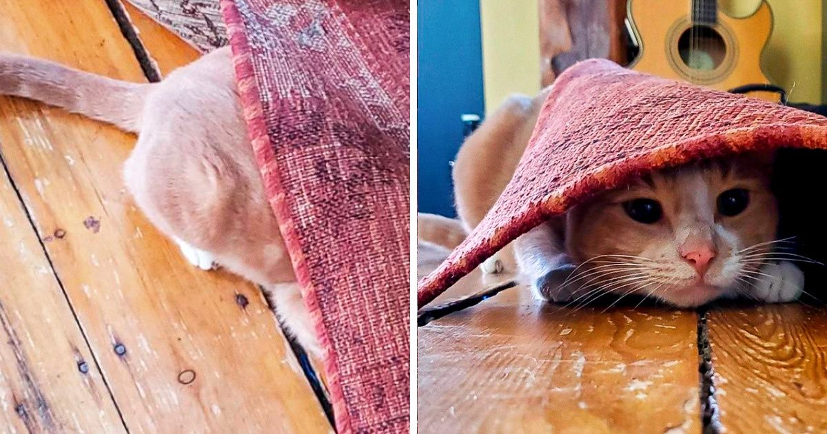 20 Animaux de compagnie persuadés qu’ils sont parfaitement cachés