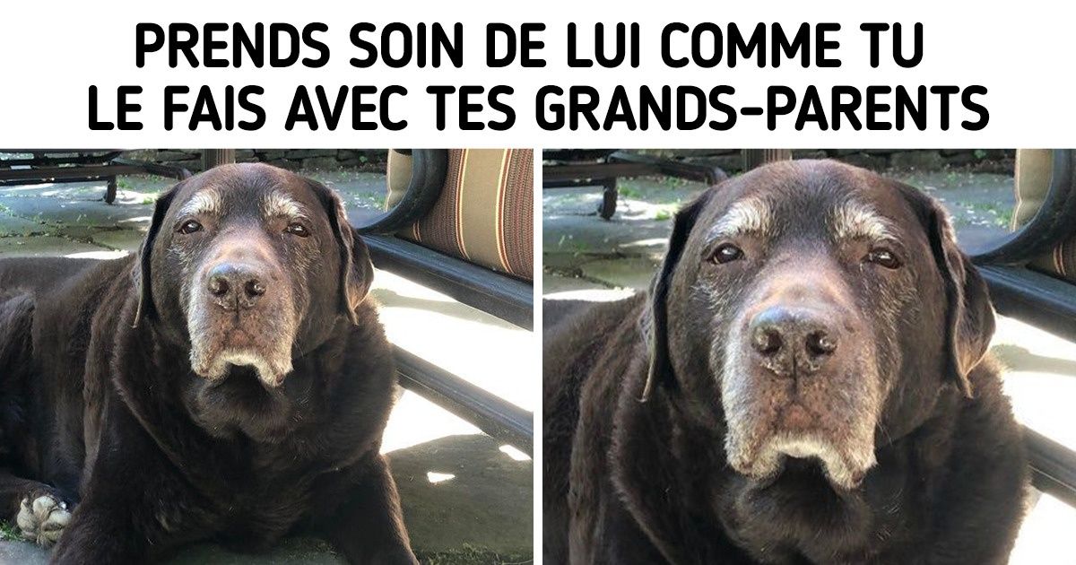 Si tu as un vieux chien, ces 14 conseils peuvent t’aider à rendre sa vie meilleure