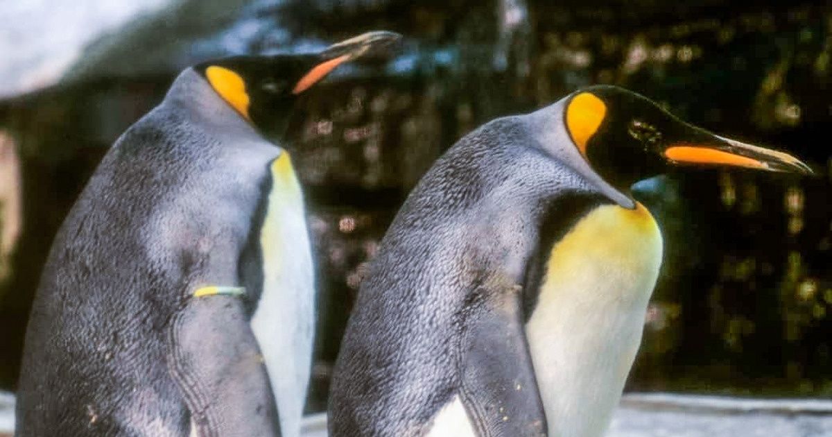 Deux pingouins homosexuels ont adopté un œuf et le couvent à tour de rôle Deux pingouins homosexuels ont adopté un œuf et le couvent à tour de rôle