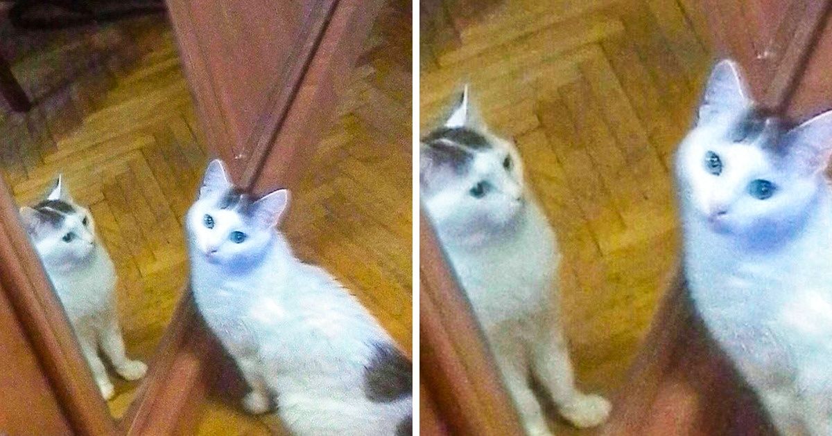 20 Preuves que les chats sont les yeux et les oreilles des extraterrestres