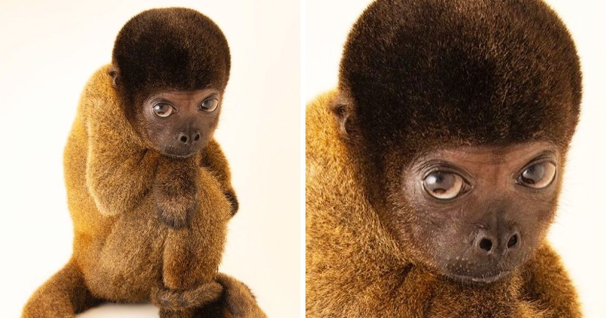 20+ Animaux que la nature semble avoir créé dans un moment d’égarement 20+ Animaux que la nature semble avoir créé dans un moment d’égarement