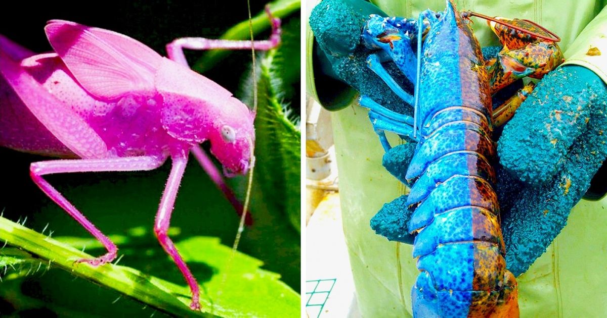 On ne saurait dire si ces 20 animaux ont perdu ou gagné à la grande loterie génétique