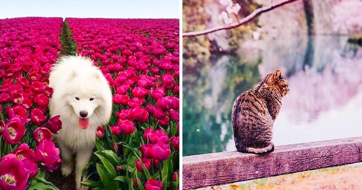 Ces 25 photos vont te plonger dans la beauté du printemps !