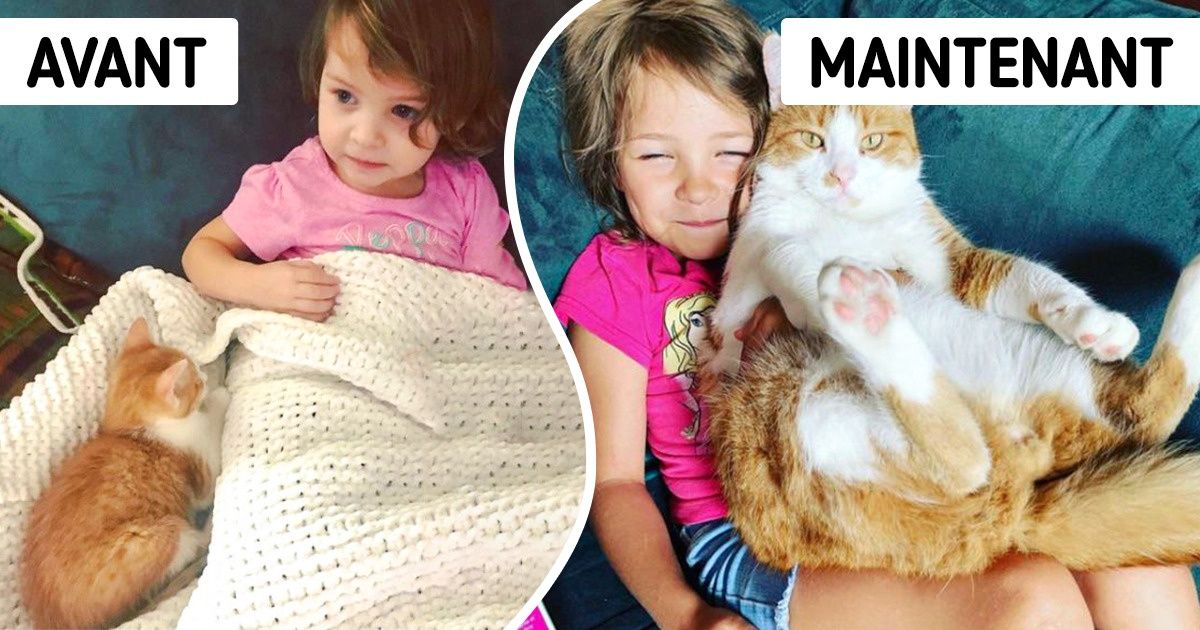 21 Animaux de compagnie qui sont devenus de belles grosses boules de poils