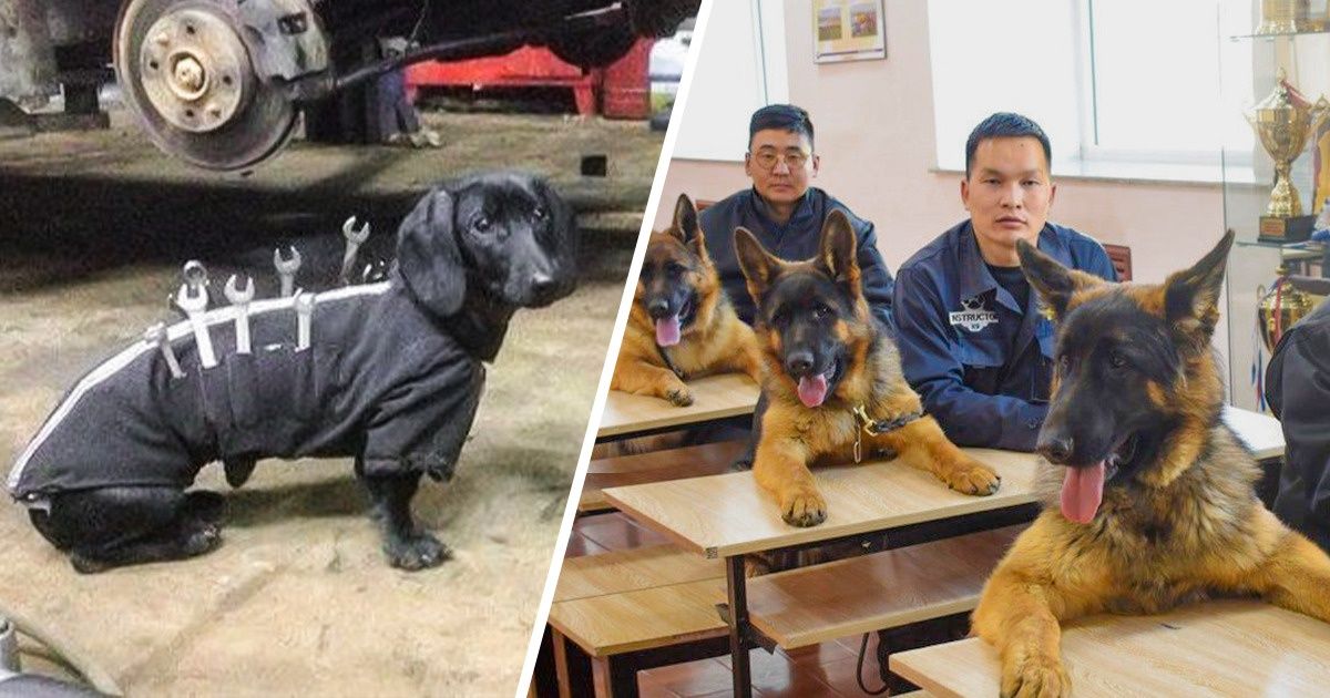 17 Animaux qui ont trouvé un but dans la vie pour lequel ils semblent même vraiment doués 17 Animaux qui ont trouvé un but dans la vie pour lequel ils semblent même vraiment doués