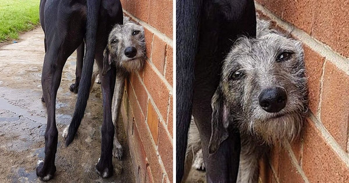 20+ Animaux de compagnie dont le comportement nous fait nous poser quelques questions