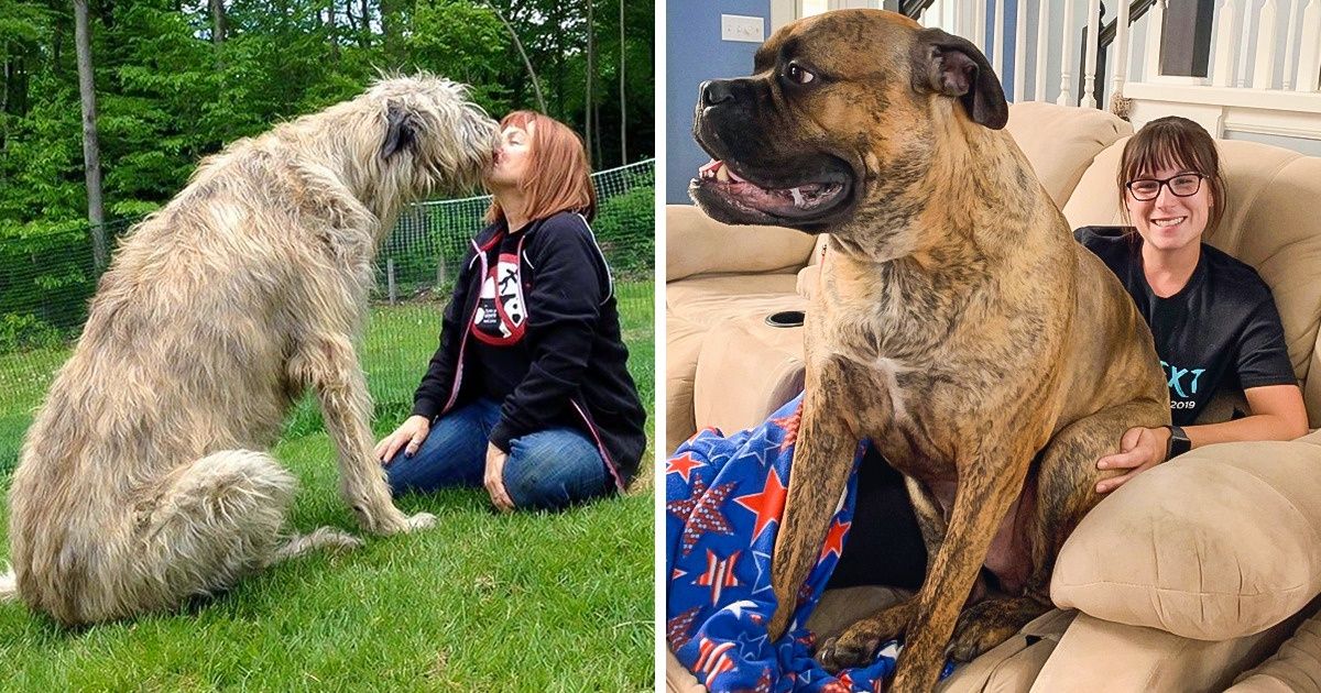 11 Races de chiens dont la taille en fait de beaux géants canins