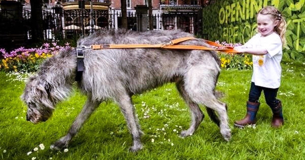 24 Clichés de lévriers irlandais qui nous ont fait adorer ces géants poilus