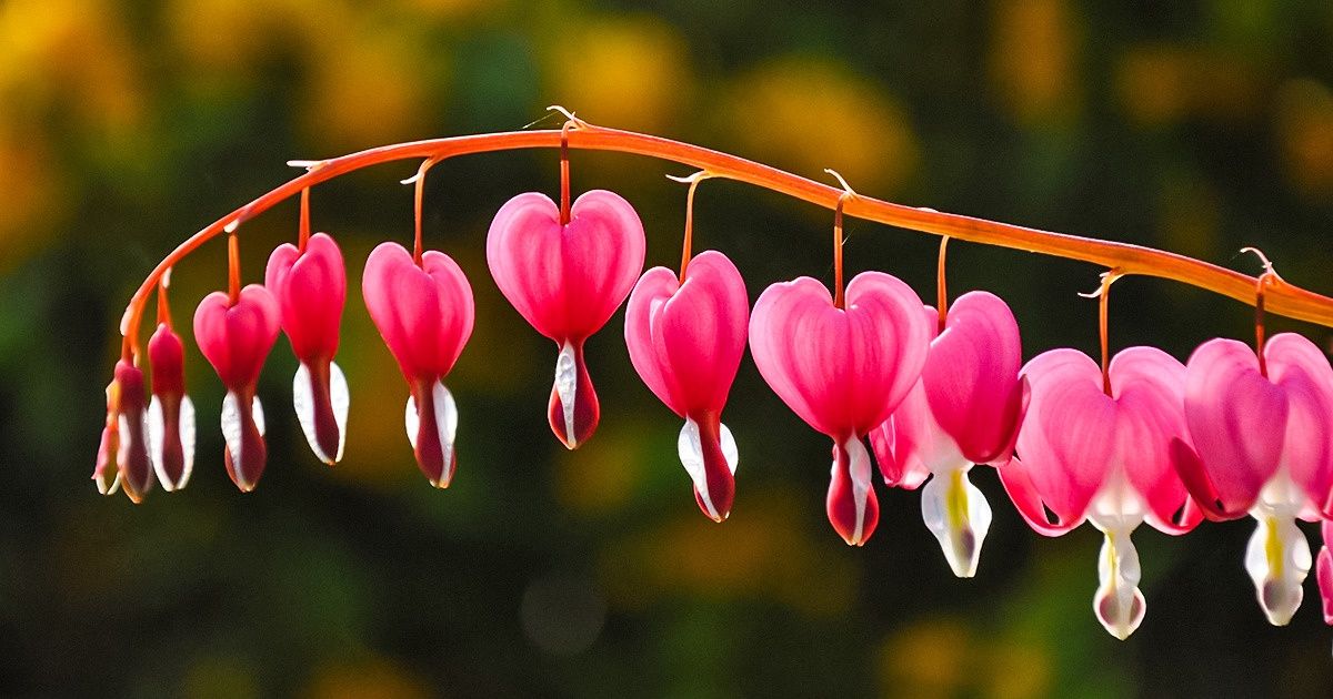 14 Jolies fleurs que tu peux avoir chez toi et quelques conseils pour prendre soin d’elles 14 Jolies fleurs que tu peux avoir chez toi et quelques conseils pour prendre soin d’elles