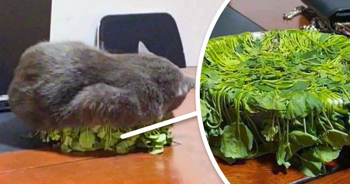 19 Animaux dont les propriétaires n’ont pas besoin d’engager un détective privé pour savoir qu’ils ont fait des bêtises