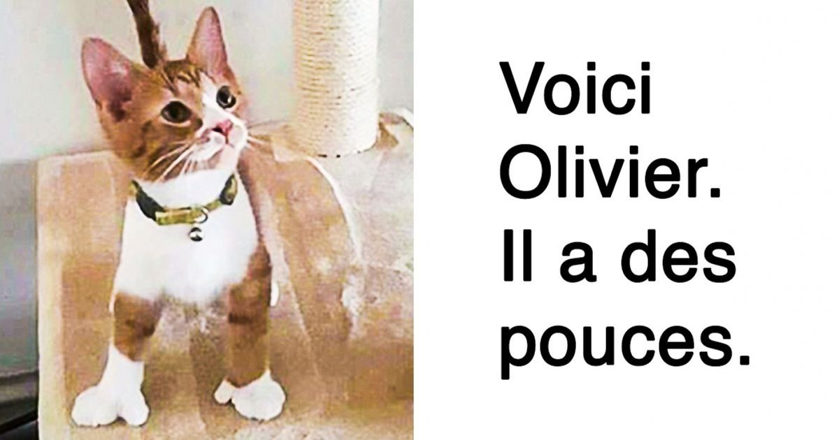 Découvre ces 20 animaux absolument extraordinaires !