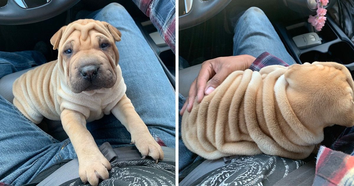 20+ Photos qui finiront de te convaincre d’adopter un chiot 20+ Photos qui finiront de te convaincre d’adopter un chiot