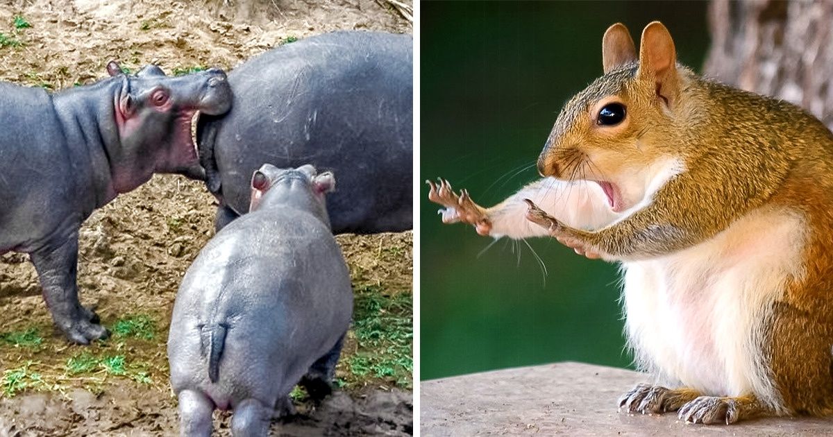 Les 19 meilleures photos des Comedy Wildlife Photography Awards 2018