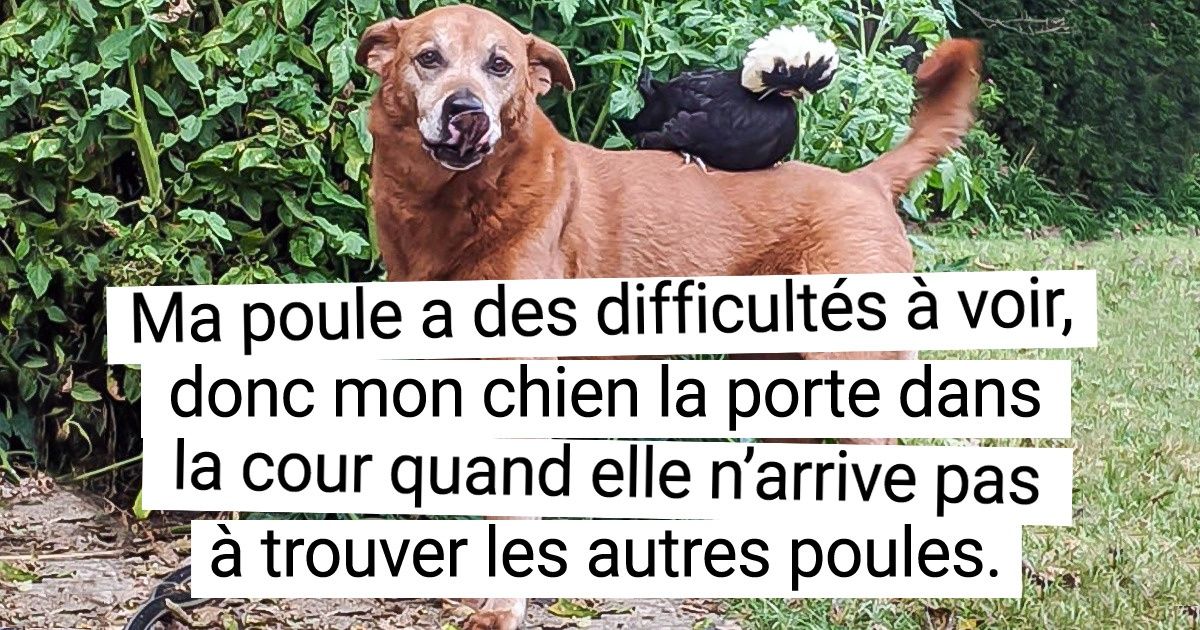 20+ Animaux qui nous prouvent la puissance de l’amitié