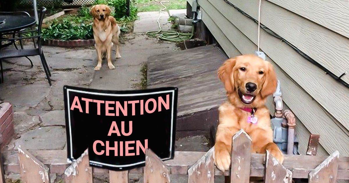 18 Photos d’animaux qui ne respectent absolument pas les panneaux “Attention au chien” 18 Photos d’animaux qui ne respectent absolument pas les panneaux “Attention au chien”