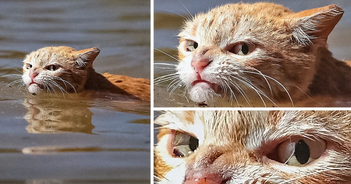 20 Chats qui ont l’air tellement énervés que tu n’aimerais pas croiser leur chemin 20 Chats qui ont l’air tellement énervés que tu n’aimerais pas croiser leur chemin