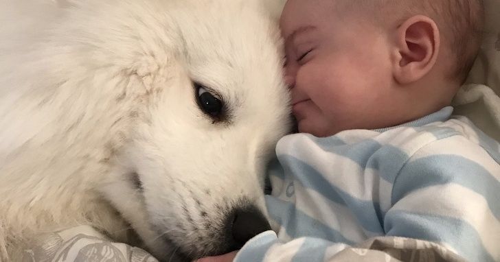 7 Choses inattendues que les chiens peuvent sentir