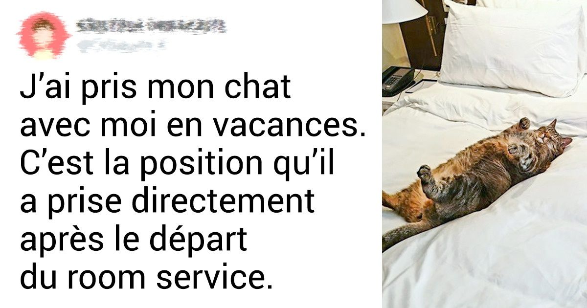 20+ Situations qui prouvent que les chats sont les maîtres à la maison