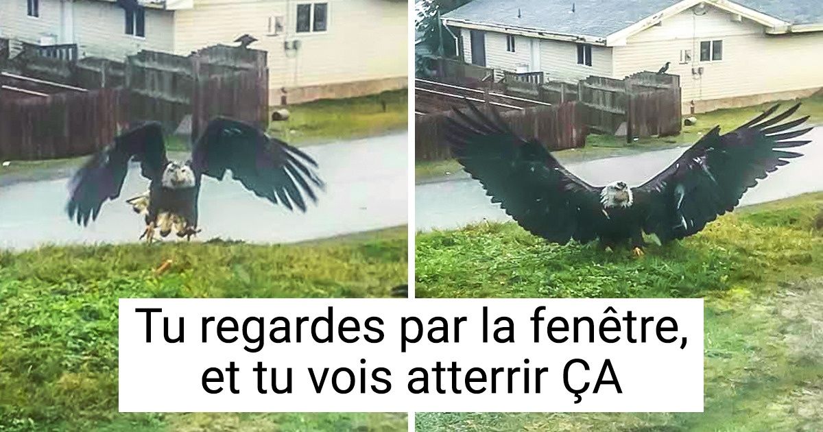 18 Animaux qui semblent venir d’une autre planète