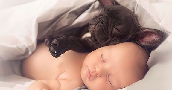 25 Photos de bouledogues qui feront sourire n’importe qui