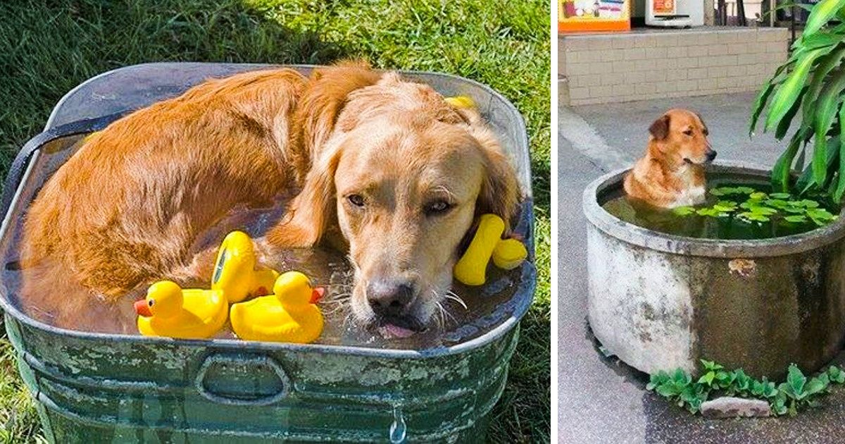 19 Animaux ayant su faire preuve d’efficacité pour se rafraîchir