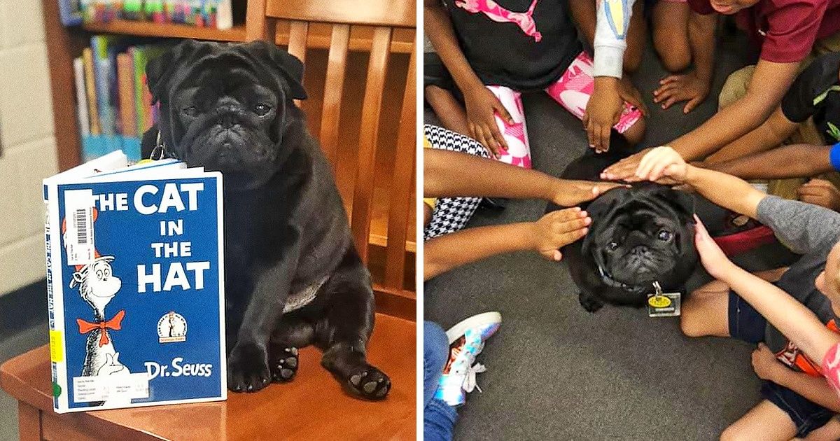 Voici l’histoire émouvante du chien qui apprenait à lire aux enfants Voici l’histoire émouvante du chien qui apprenait à lire aux enfants