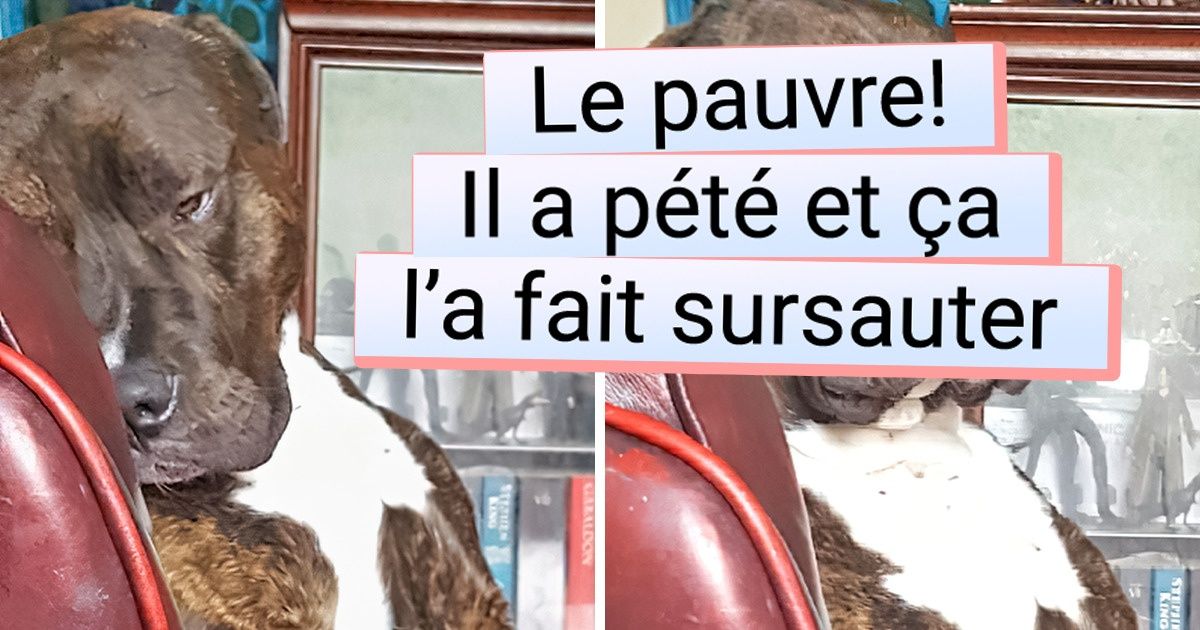 20+ Animaux qui pourraient facilement faire carrière en tant que comédiens