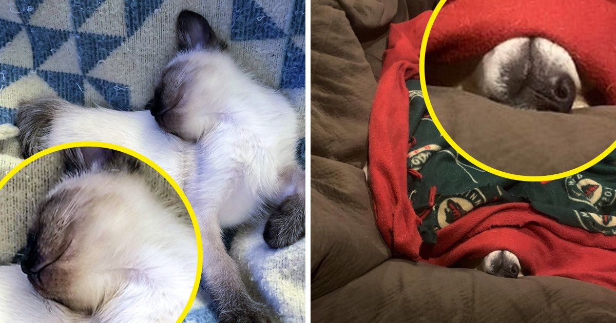 25+ Animaux endormis qui vont te redonner le sourire