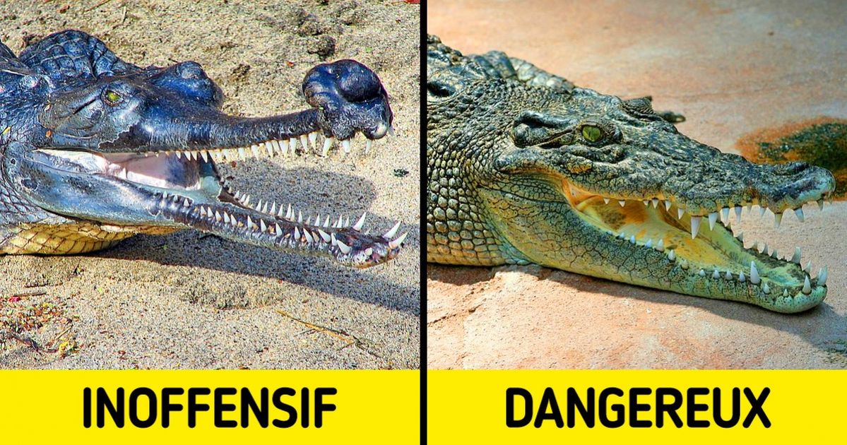 14 Animaux dont on a peur, mais qui ne sont pas si dangereux