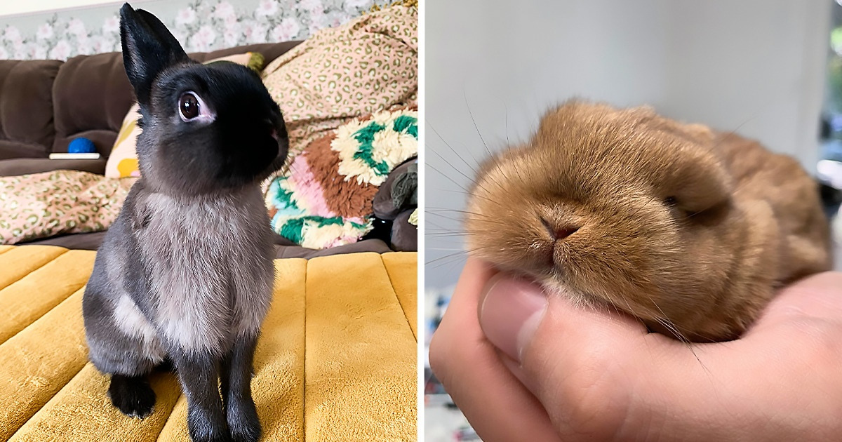 15+ Adorables lapereaux qui nous inspirent pour commencer les préparatifs de Pâques