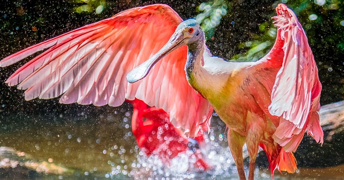 Ces 10 Animaux nous confirment que la couleur rose est l’une des plus belles qui soit