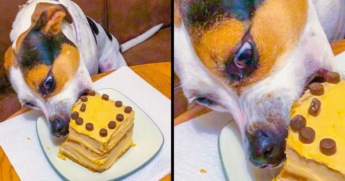 20+ Animaux qui ont le chic pour se faire remarquer quand on ne s’y attend pas