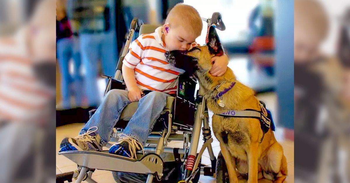 Si un chien d’assistance vient vers toi en l’absence de son maître, c’est qu’il a besoin d’aide
