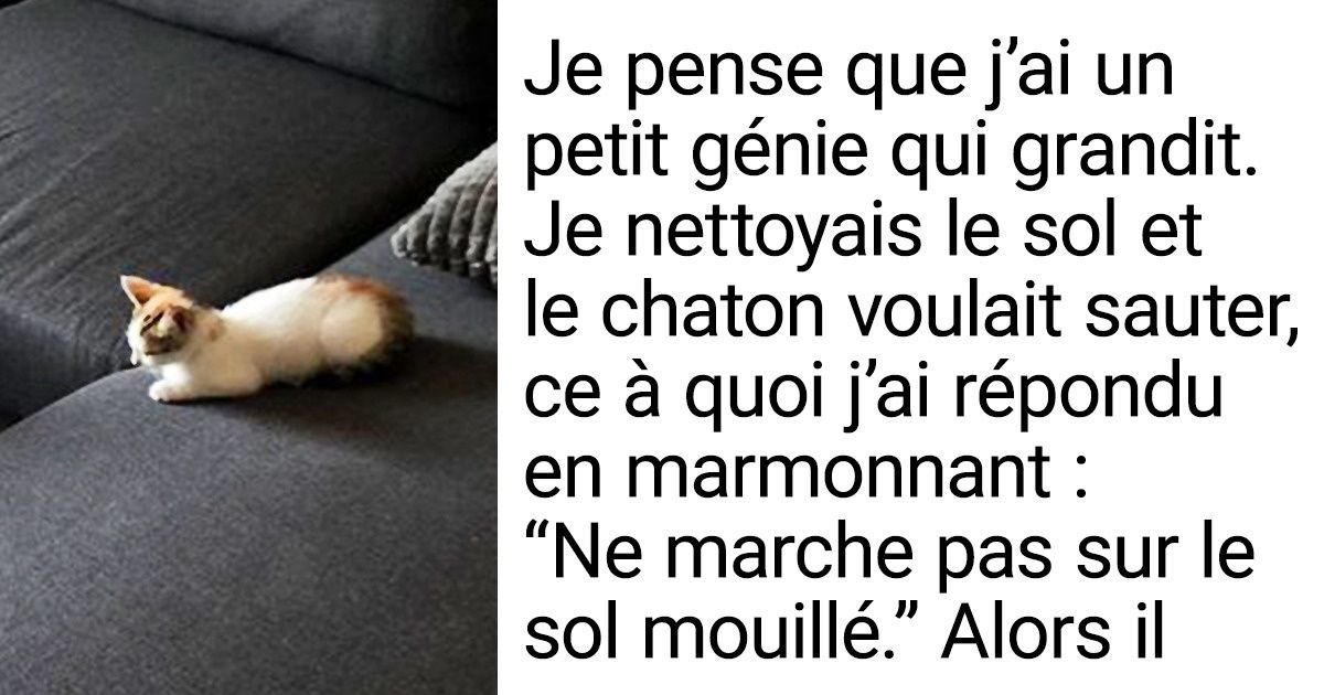 15 Animaux si intelligents qu’on pourrait les inscrire à l’université 15 Animaux si intelligents qu’on pourrait les inscrire à l’université
