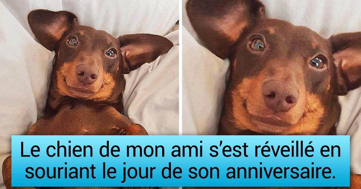 31 Animaux qui ont ouvert les yeux et se sont retrouvés face à l’objectif d’un appareil photo dès leur réveil