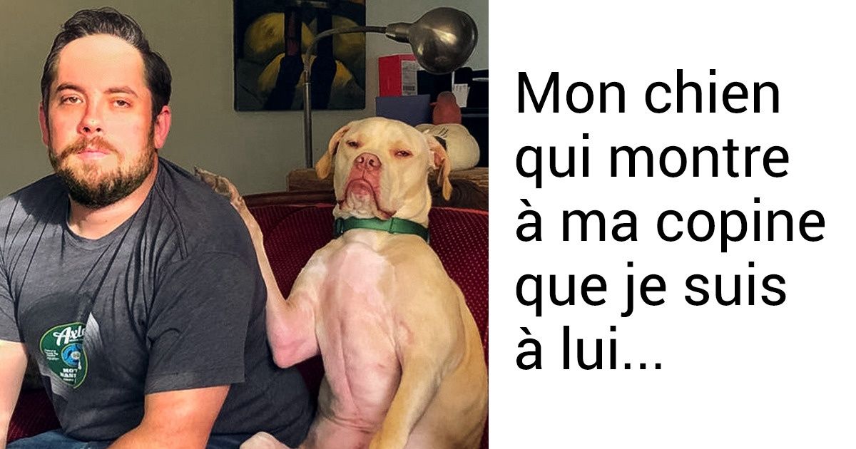 20 Photos qui prouvent que les animaux de compagnie peuvent être jaloux de leurs maîtres