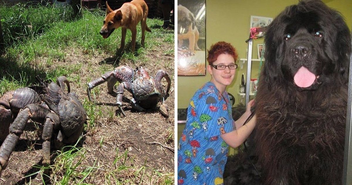 20+ Animaux qui vont t’impressionner par leur taille 20+ Animaux qui vont t’impressionner par leur taille
