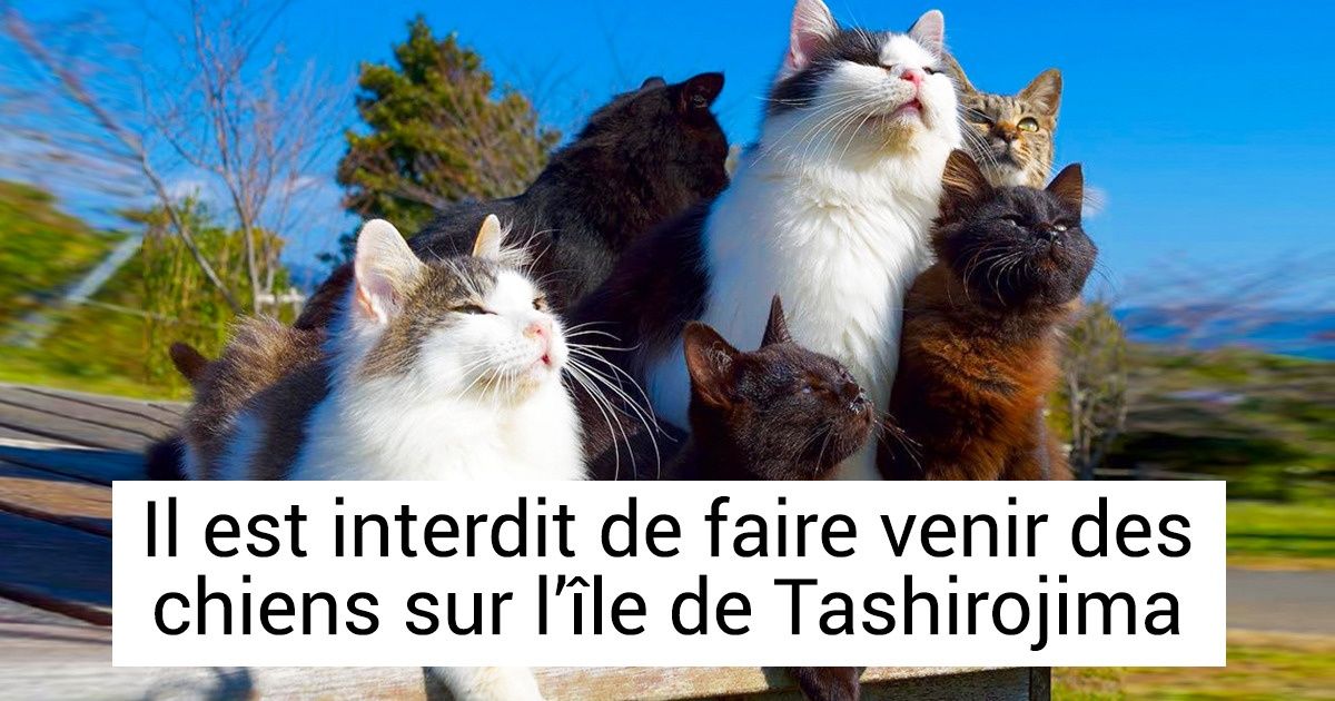 Au Japon Il Y A Une île Presque Entièrement Peuplée De Chats Et Des Touristes Venant Du Monde