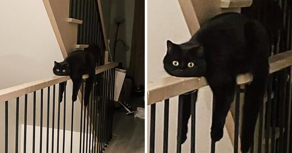 21 Moments où les internautes se sont dit “Je crois que mon animal de compagnie est cassé” 21 Moments où les internautes se sont dit “Je crois que mon animal de compagnie est cassé”