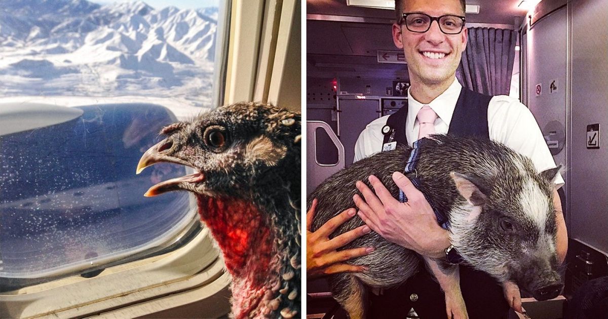 Il nous arrive parfois de rencontrer des passagers insolites dans un avion, comme les 20+ qui suivent par exemple Il nous arrive parfois de rencontrer des passagers insolites dans un avion, comme les 20+ qui suivent par exemple