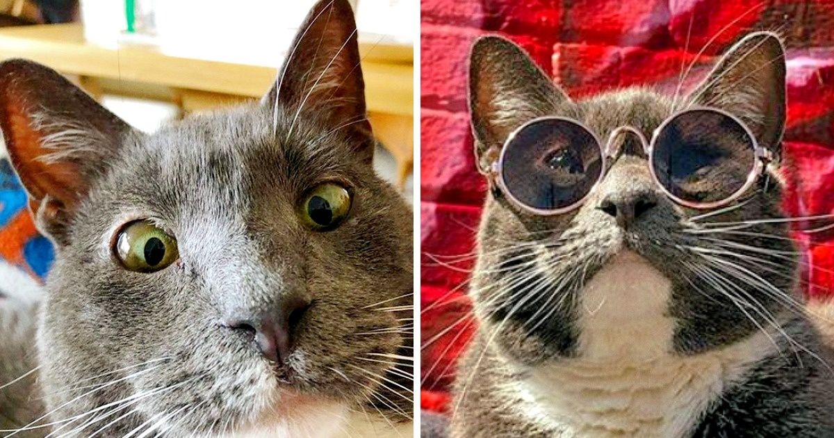 Découvre l’histoire émouvante de Bagel, une chatte qui ne sort jamais dans la rue sans ses lunettes de soleil et ses vêtements...