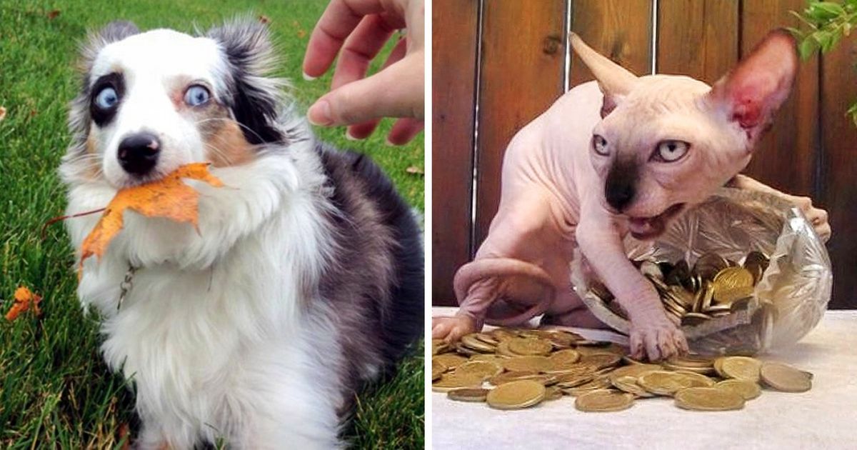 Ces 25 animaux ne veulent vraiment pas partager leurs affaires...