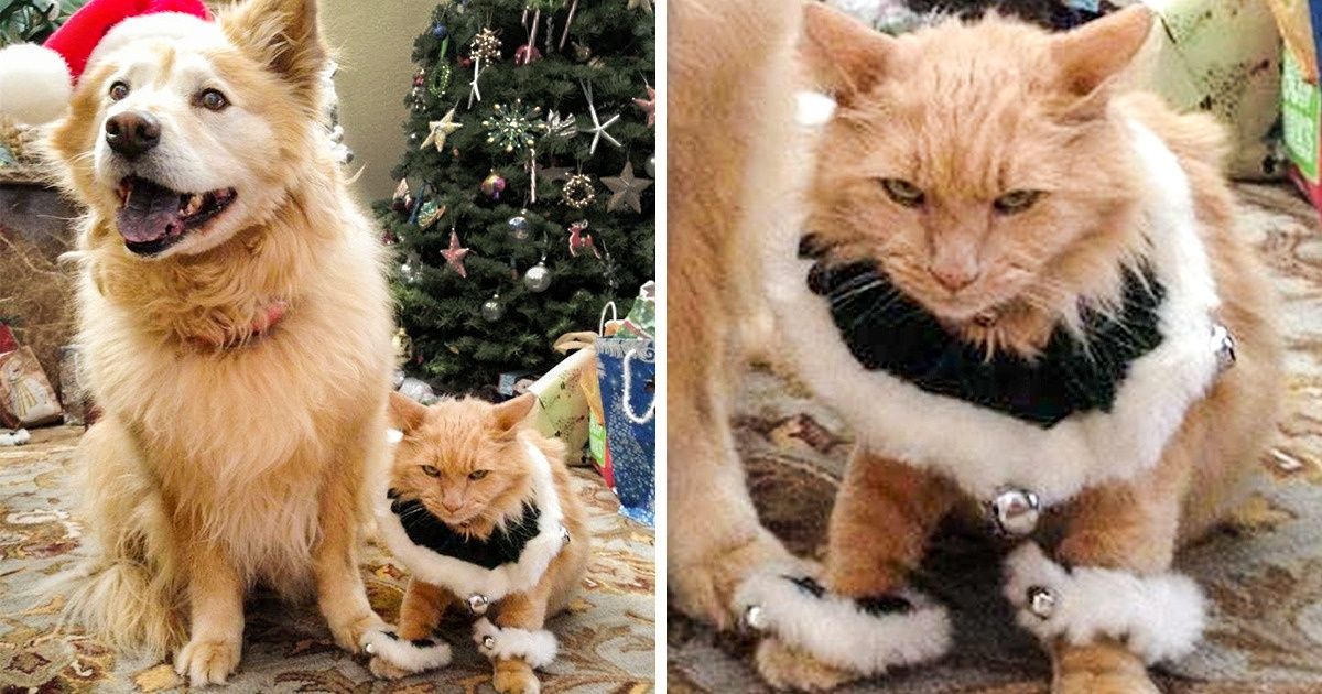 21 animaux de compagnie qui n’apprécient pas particulièrement Noël