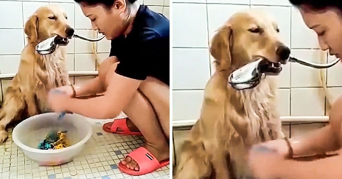 11 Situations où l’homme et l’animal ont fait une bonne équipe