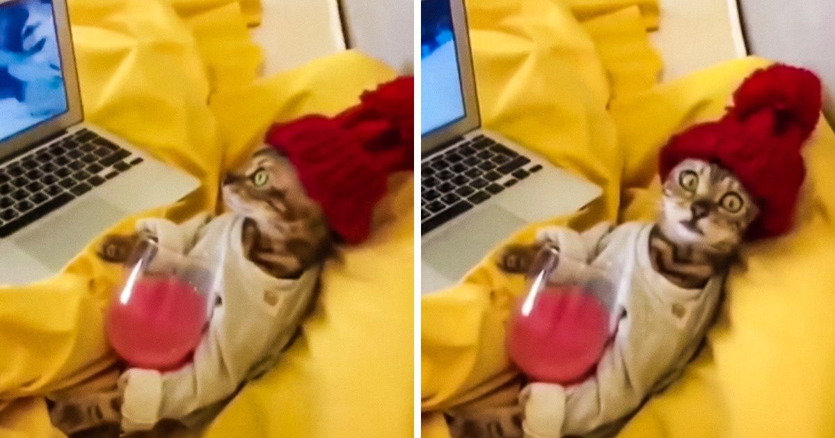 25+ Preuves irréfutables que dans chaque chat se trouve un acteur talentueux
