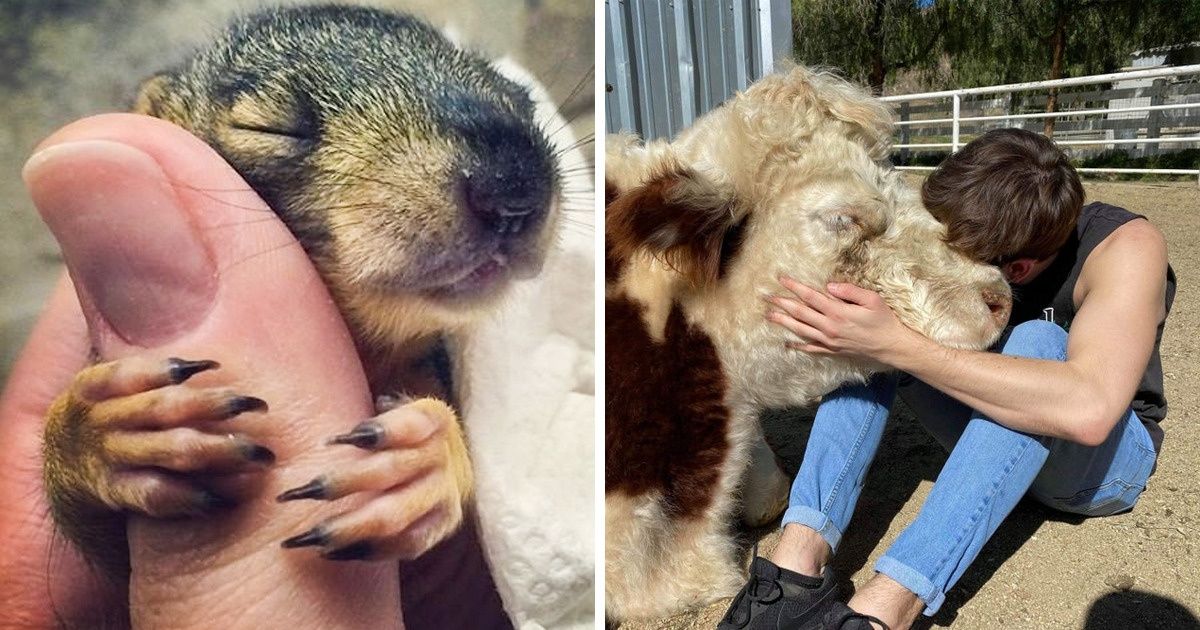 19 Photos d’animaux en train de donner tout leur amour à des humains
