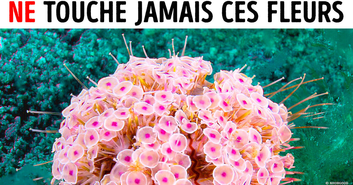 Si Tu Vois de Telles Fleurs Dans l’Océan, Sors de l’Eau Immédiatement