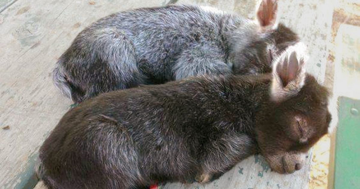 16 Photos d’animaux qui sont plus apaisantes que n’importe quel antidépresseur
