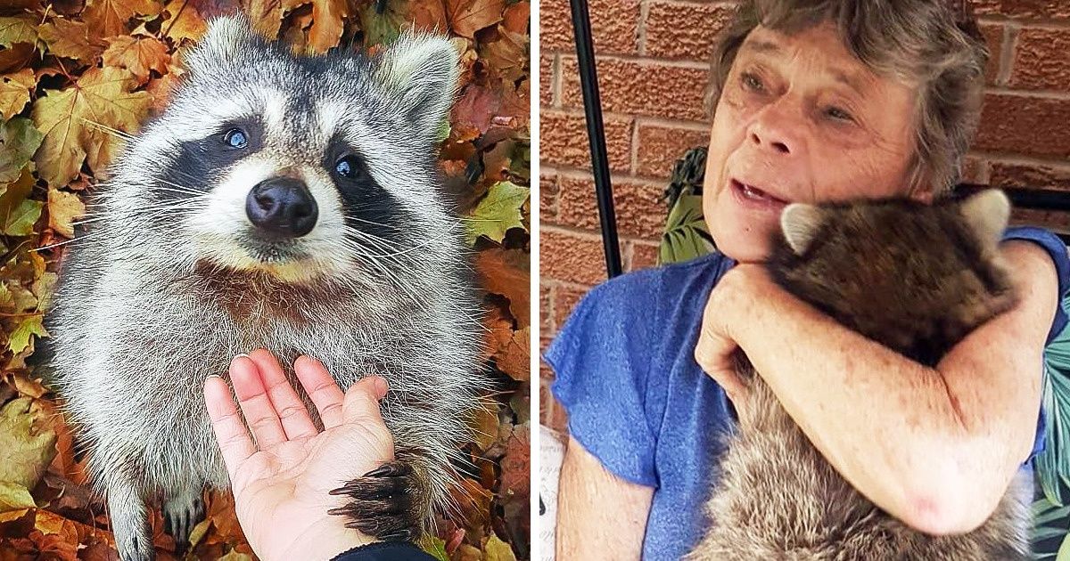 Un bébé raton laveur a été secouru il y a 4 ans, et il continue de se présenter devant la porte de ses sauveteuses pour dire bonjour